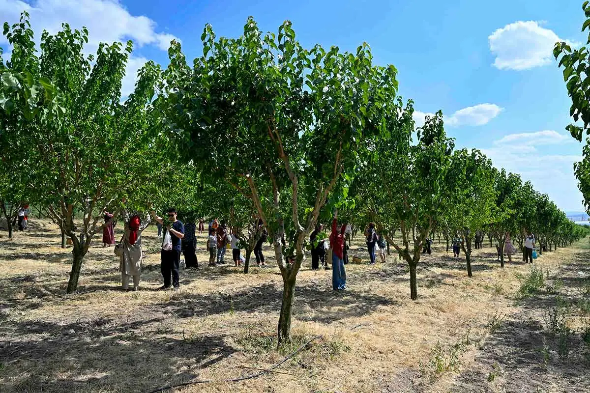 Baskentliler Ata Çiftligi'nde hasat yaptı