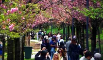 Ankara Dikmen Vadisi bahara sakuralarla merhaba dedi