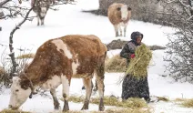 Kızılcahamam'ın Belpınar'ında kış şartlarında hayvancılık