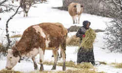 Kızılcahamam'ın Belpınar'ında kış şartlarında hayvancılık