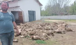 Haymana’da kurt saldırısı: 92 kuzu telef oldu