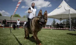 Başkentte Alman çoban köpeklerinin şampiyonluk mücadelesi