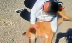 Ölü köpek ile eylem yaptılar