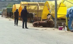 Ankara'da hayvan pazarlarında kurbanlıklar satışa çıkarıldı