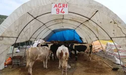 Çankaya Belediyesinden Kurban Bayramı hazırlığı