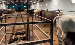 Çubuk'ta hijyen denetimleri başladı