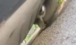 Çankaya’da otomobile sıkışan yavru kedi kurtarıldı