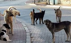 Ankara'da 3 ay içinde 7 bin 452 köpek toplandı