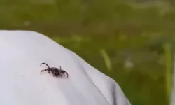 Ankara’da kene paniği sürüyor!
