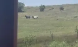 Elmadağ'da kurbanlıklar firar etti!
