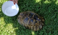 Nallıhan’da Sahipsiz Canlar Unutulmadı