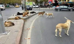 Mamak’ta saldıran sokak köpeklerine ateş açıldı: 1 köpek öldü!