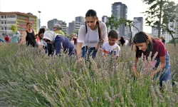 Keçiören’de lavanta festivaline yoğun ilgi