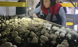 Ankara'da biyolojik mücadele başladı