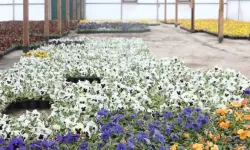 Çankaya’da su tasarruflu çiçek üretimi modeli