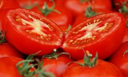 Ayaş Domatesi Dünya Listesine Girdi