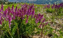 Nallıhan’da Kuraklığa Karşı Çiftçiye Tohum Desteği