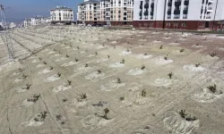 Sincan Saraycık’a yeşil dokunuş