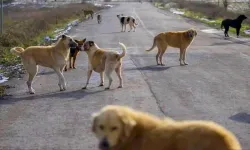 Altındağ’da vatandaşlardan belediyeye sokak köpekleri için çağrı