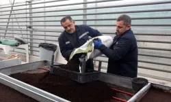 Yenimahalle’de çiçek dönemi değişti: Tohumdan üretime geçildi!