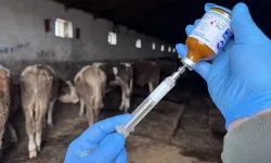 Bala'da üretici meraya çıkıyor