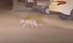 Beypazarı’nda aç kalan tilki mahalle aralarında dolaştı