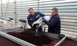 Yenimahalle Belediyesi serasında tohumdan yazlık çiçek üretimi