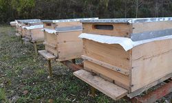 Beypazarı'nda Arıcılara Müjde!