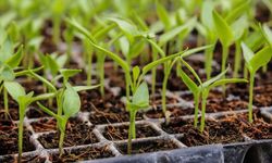 Beypazarı’nda Çiftçiye Yüzde 50 Hibe Fide Desteği Başladı