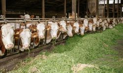 Çankaya 2026 Kurban Satış Yeri ve Çadır Bedeli Netleşti