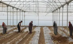 Çubuk’ta domates ekim sezonu başladı