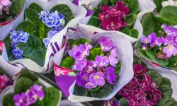 Etimesgut Çiçek Hastanesi envanteri yeni ürünlerle büyüdü