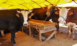 Keçiören’de Kurban Satış Alanı için Başvurular Başlıyor