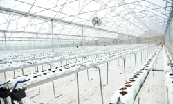 Kahramankazan Soğucak Termal Serası’nda çilek üretimi başladı