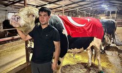 Sincan'da Yetişen 1,2 Tonluk “Paşa” 650 Bin Liraya Satıldı