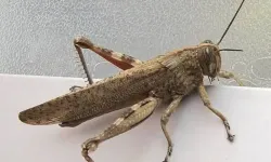 Bakanlıktan çekirge istilası açıklaması