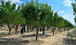 Baskentliler Ata Çiftligi'nde hasat yaptı