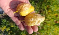 Beypazarlı üretici bu kez Meksika kökenli "Tomatillo" yetiştirdi