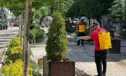 Çankaya parklarında ilaçlama kesintisiz sürüyor
