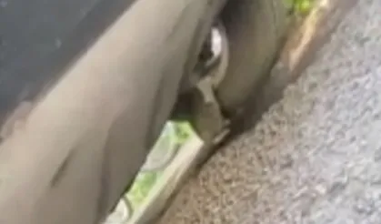 Çankaya’da otomobile sıkışan yavru kedi kurtarıldı