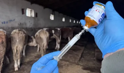 Bala'da üretici meraya çıkıyor
