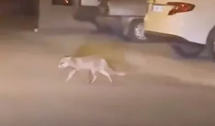 Beypazarı’nda aç kalan tilki mahalle aralarında dolaştı