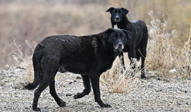 Mamak'ta sokak köpeklerinden kaçan çocuk yaralandı