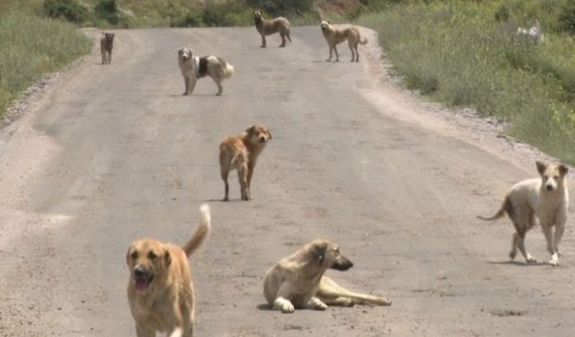 Başıboş köpekler toplanacak