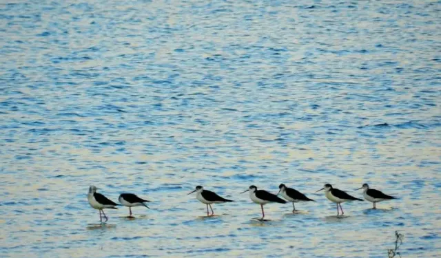 Eşsiz doğasıyla ünlü Nallıhan’da 8. Foto Safari başlıyor
