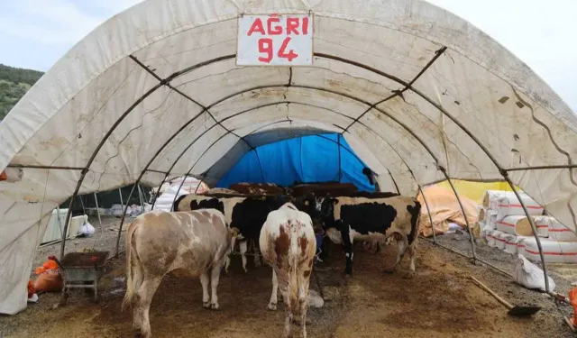 Çankaya Belediyesinden Kurban Bayramı hazırlığı