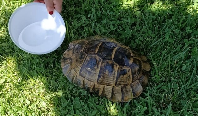 Nallıhan’da Sahipsiz Canlar Unutulmadı