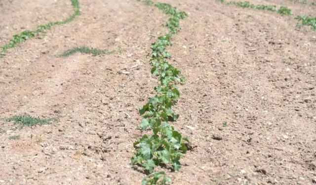 Kahramankazan'da tohum hamlesi