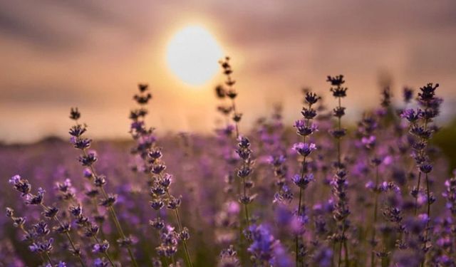 Nallıhan’da Lavanta Hasat Şenliği Başlıyor