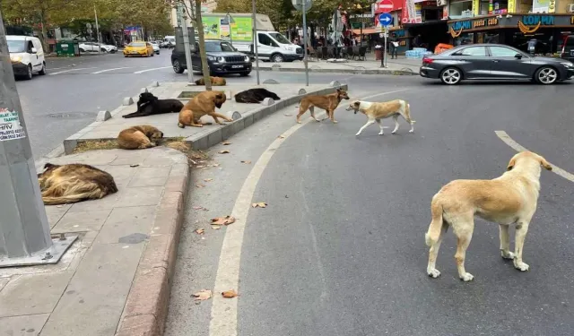 Mamak’ta saldıran sokak köpeklerine ateş açıldı: 1 köpek öldü!